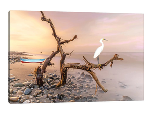 Snowy Egret In The Tree