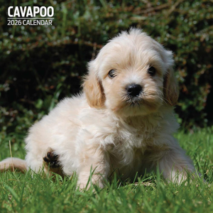 Cavapoo Traditional Wall Calendar 2026