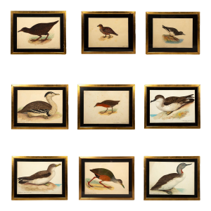 20th-Century French Ornithological Watercolors: A Collection of Exotic Birds - Set of 9