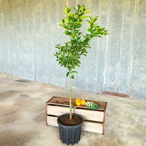 Murcott Honey Tangerine Tree