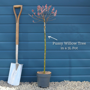 Pink Pussy Willow Tree | Salix gracilistyla 'Mount Aso'