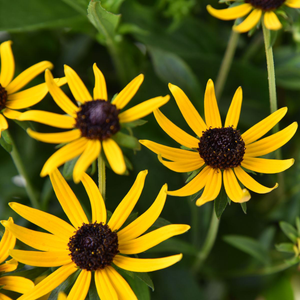 Rudbeckia fulgida Sun Ka Ching | 9cm Garden Ready Plant