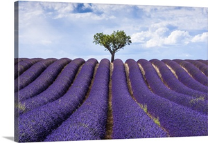 Lavender fields, Provence, France