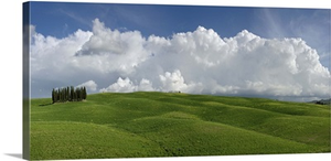 Distinctive cypress trees in Tuscany region of Italy