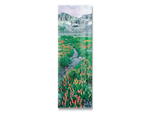 A Meadow Of Indian Paintbrush Flowers, South Fork Cascade Canyon Trail, Grand Teton National Park, Wyoming, USA