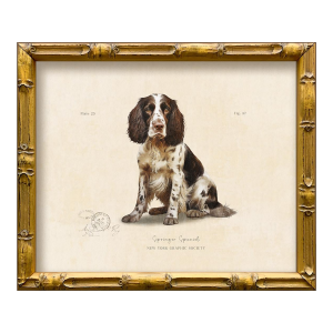 Reproduction Art Print of Vintage "World of Dogs" Illustration (Springer Spaniel), Framed