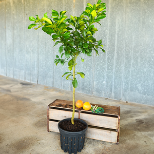 Pummelo Tree