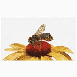 Bee on Yellow Echinacea