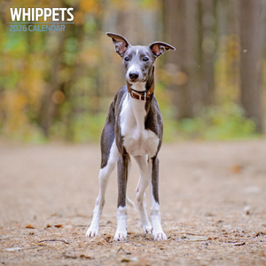 Whippets Traditional Wall Calendar 2026