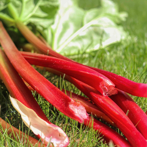 Rhubarb Crown 'Raspberry Red'