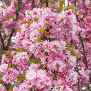 Cherry Blossom 'Kanzan'