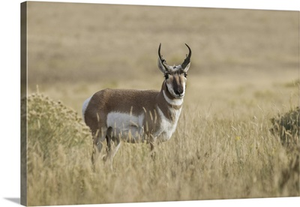 Adult Male Pronghorn, Yellowstone National Park, Wyoming