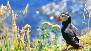  Isle of Mull, Iona & the Highlands 4 Day Tour from Glasgow