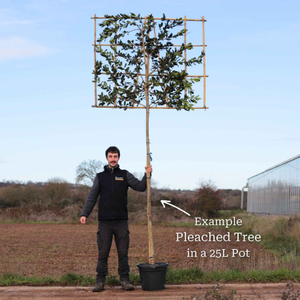 Pleached Photinia Tree | Photinia x fraseri 'Red Robin'