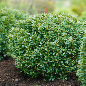 Ilex glabra ‘Strongbox®’ (Strongbox Inkberry Holly)