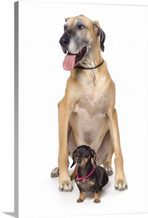 Great Dane And Dachshund Portrait