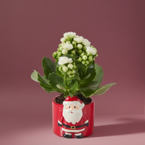 Santa Fun Pot & White Kalanchoe Plant