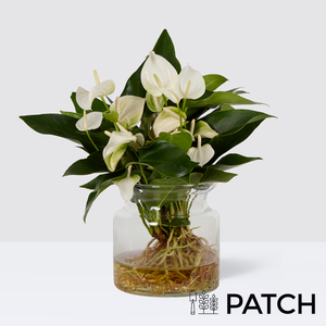 PATCH Hugo in Glass