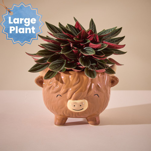 Large Highland Cow Pot with Peperomia Rosso