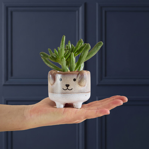Succulent in Mini Dog Planter