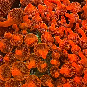 Red Bubble Tip Anemone - Small