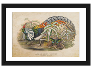 Vintage Lady Amherst's Pheasant