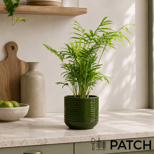 PATCH Sharon in Ceramic Green Glazed Pot