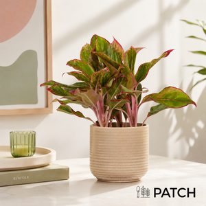 PATCH Aggie in Ceramic Glazed Cream Pot