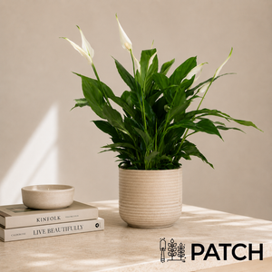PATCH Pippa in Ceramic Glazed Cream Pot