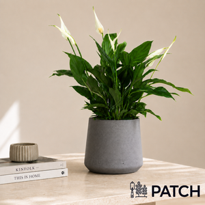 PATCH Pippa in Clay Charcoal Pot