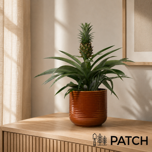 PATCH Pina in Ceramic Glazed Rust Pot