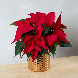 Potted Christmas Poinsettia