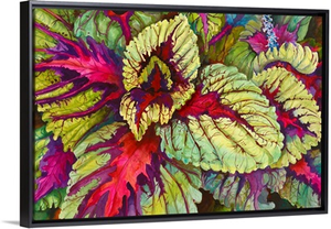 Coleus