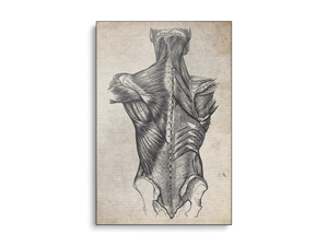 Vintage Spine Medical Print
