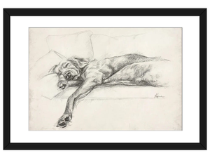 Sleeping Golden Retriever