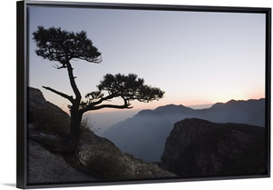 Pine tree silhouetted at dusk on Lushan mountain, Jiangxi Province, China