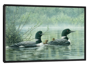 Northern Reflections - Loons