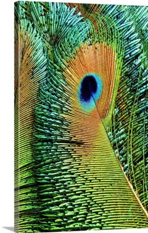 Peacock Feathers