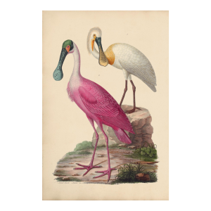 White and Rose Spoonbills Giclee Print 20 X 30 Inches