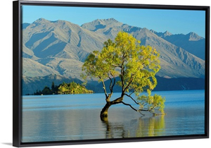 Oceania, New Zealand, Aotearoa, South Island, Wanaka, Lake Wanaka, Tree In Water