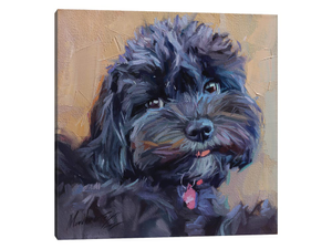 Cute Black Maltipoo