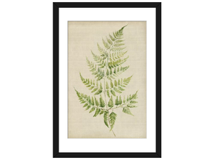 Fern II