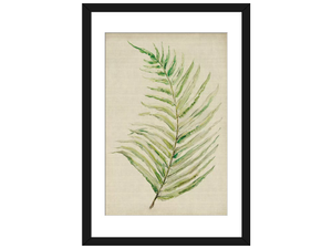 Fern I