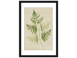 Fern IV