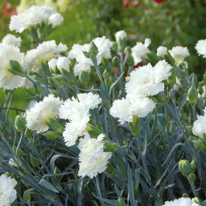 Dianthus Garden Pinks Scent First 'Memories'
