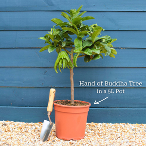 The Hand of Buddha Tree Gift
