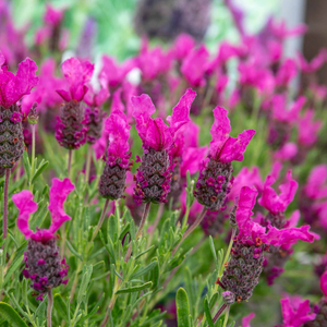 Lavender 'Butterfly Garden Pink Summer'