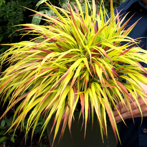 Hakonechloa 'Sunflare'