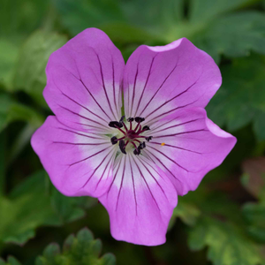 Geranium 'Kelly-Anne'