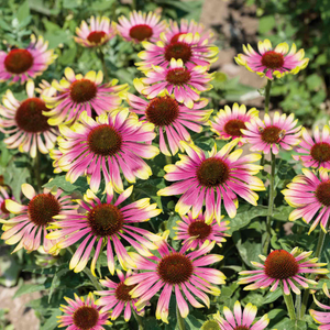 Echinacea 'Green Twister'